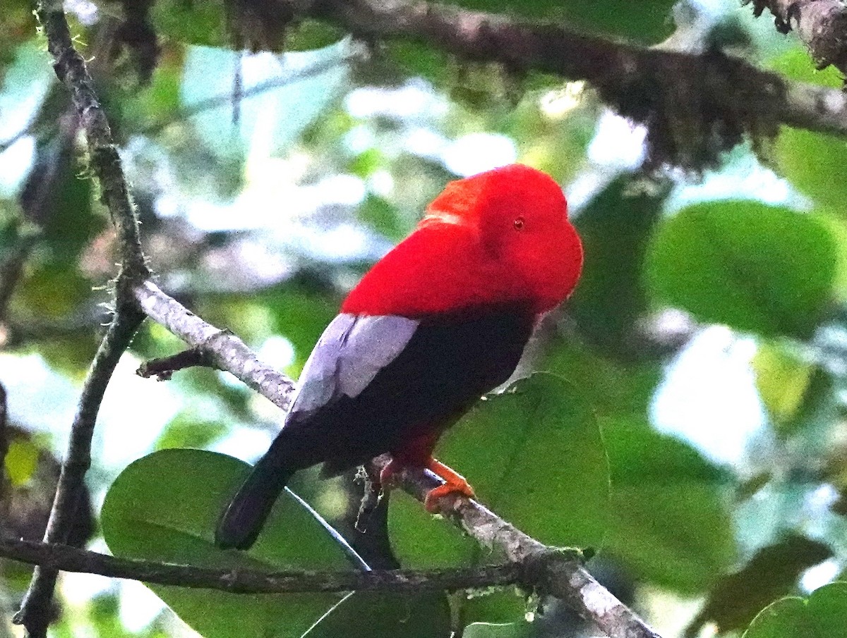 Andean Cock-of-the-rock - ML641458918