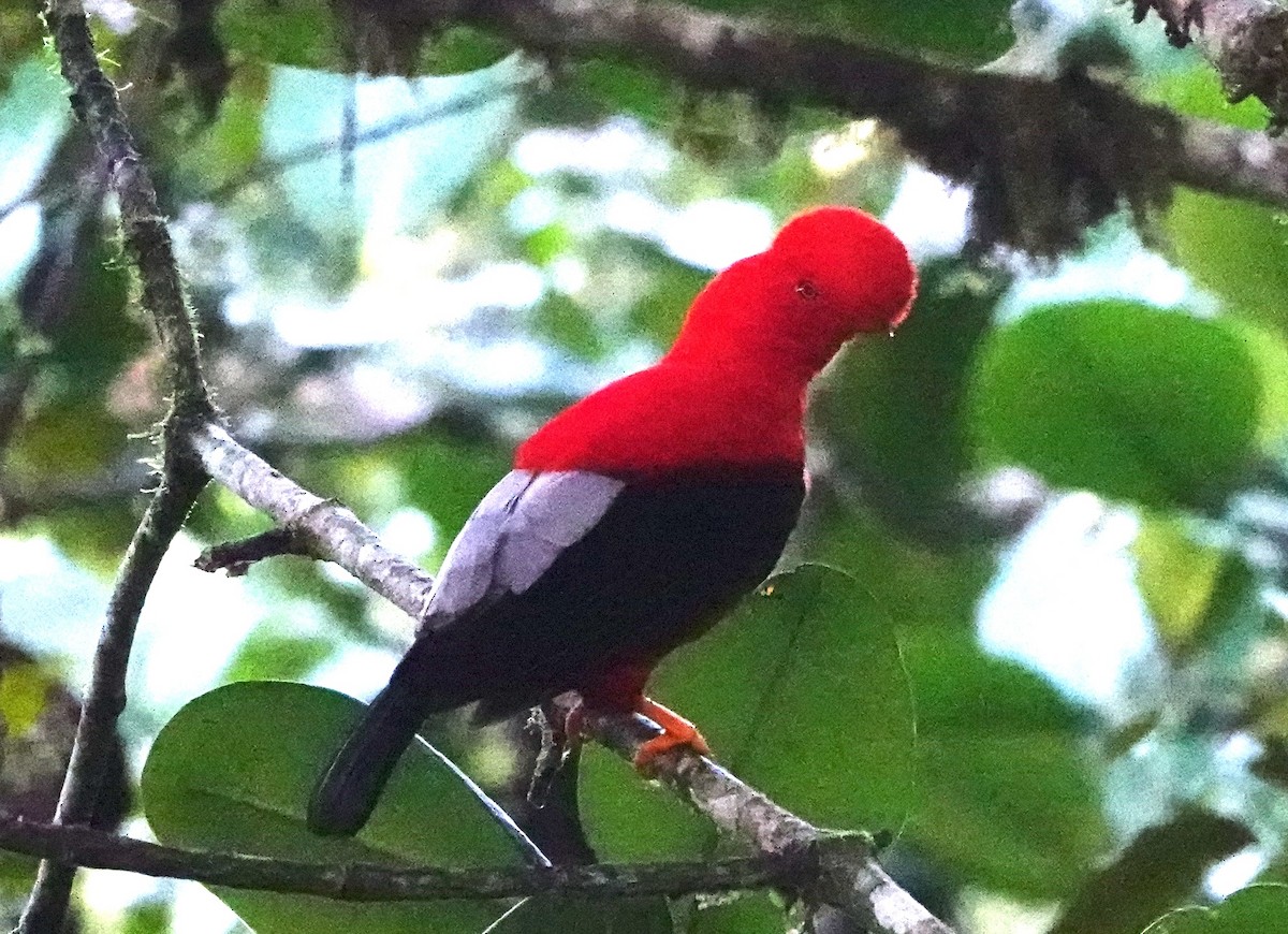 Andean Cock-of-the-rock - ML641458919