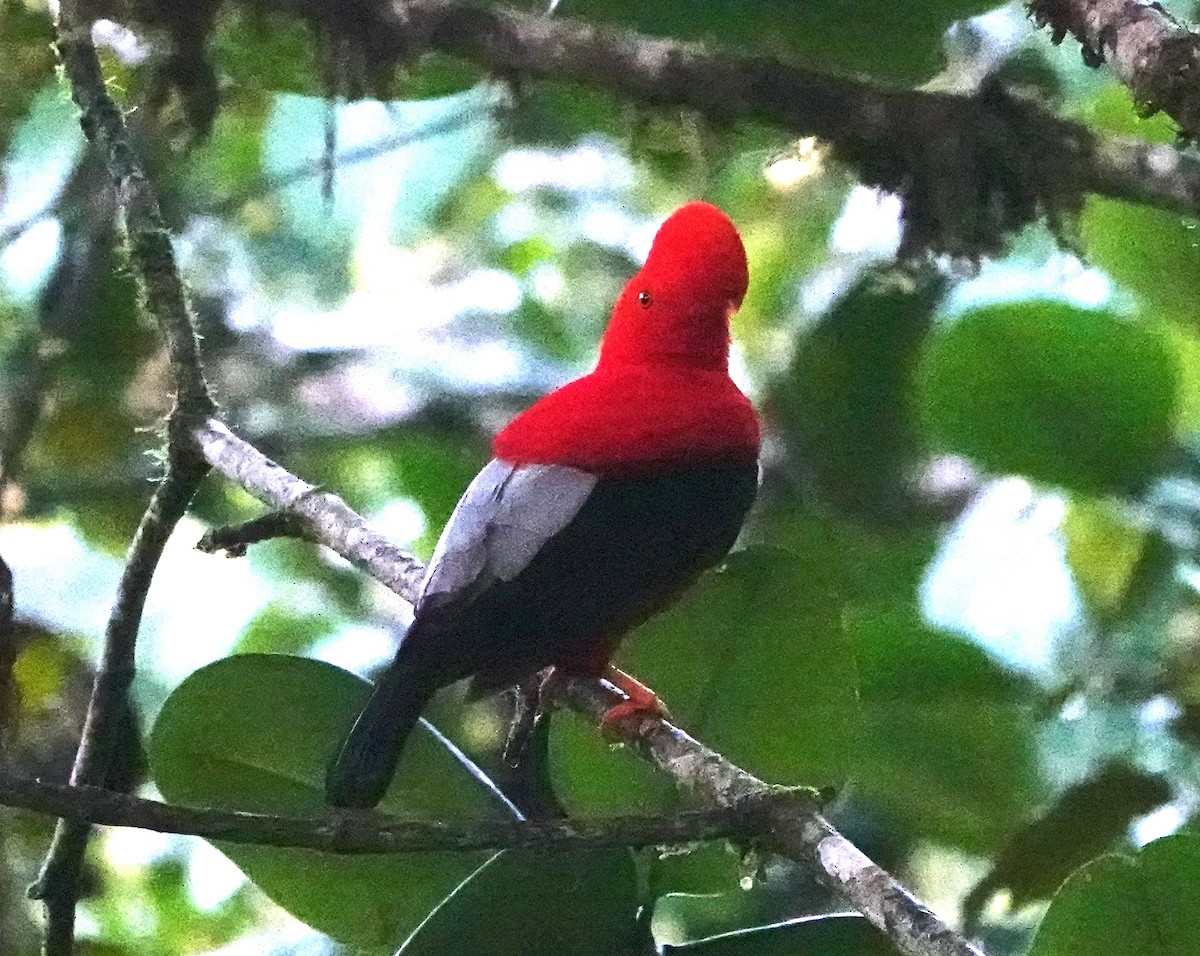 Andean Cock-of-the-rock - ML641458920
