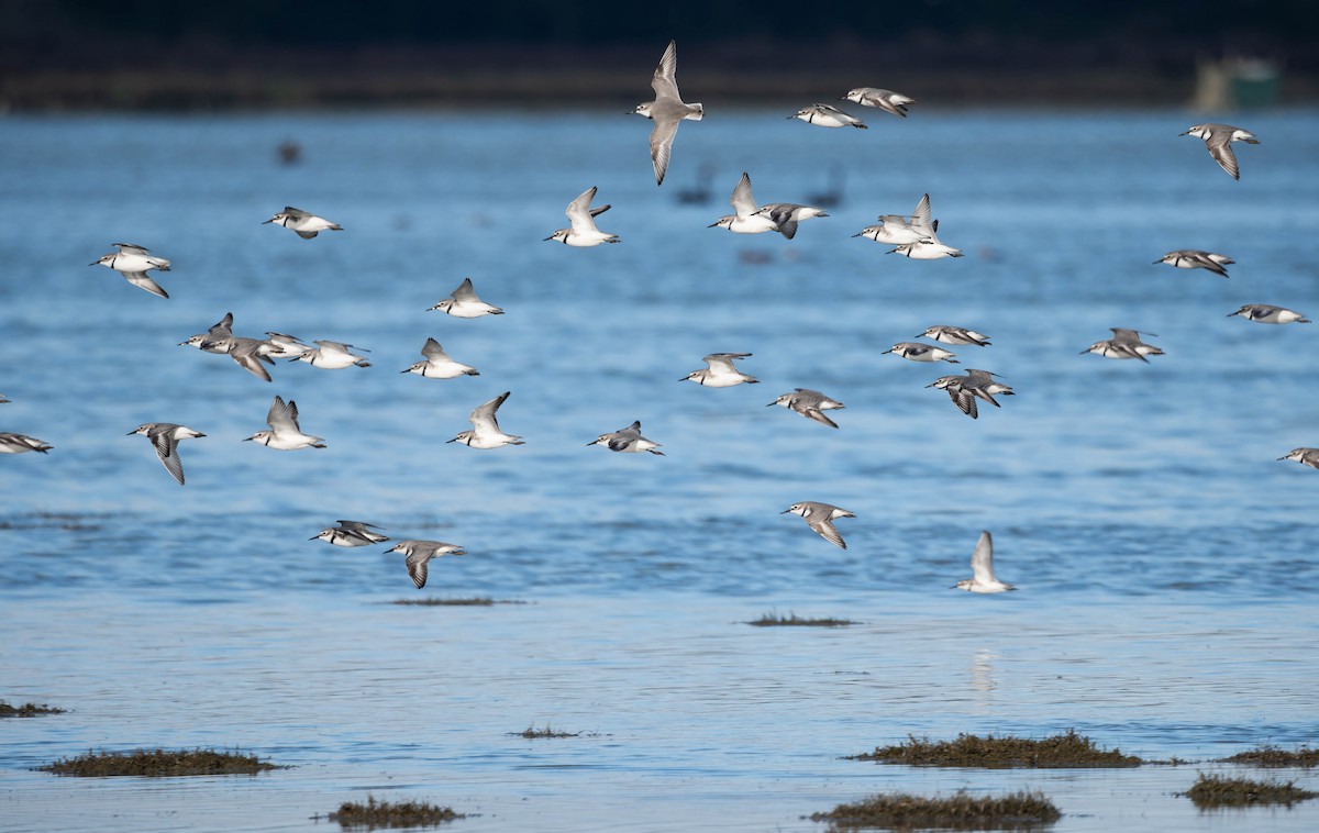 Wrybill - ML641458935