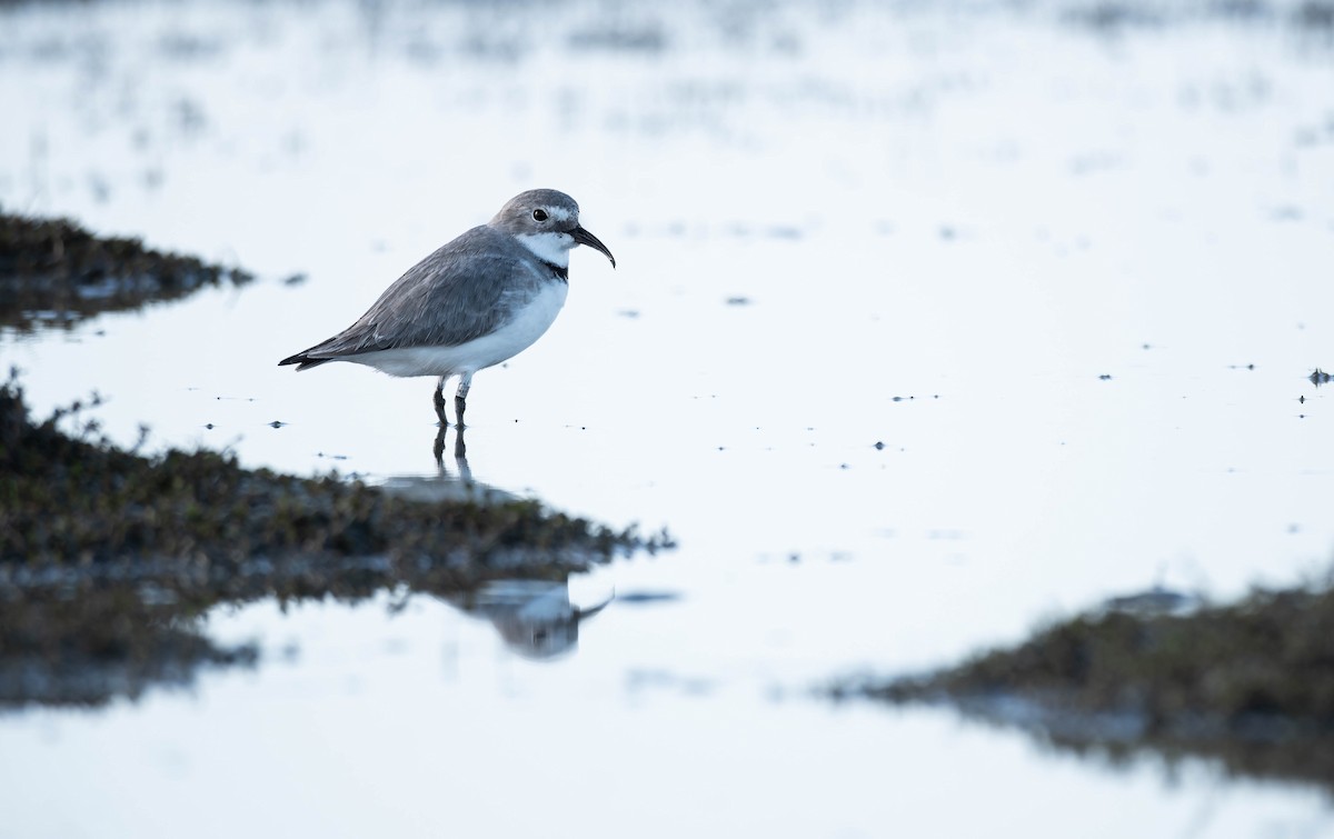 Wrybill - ML641458941