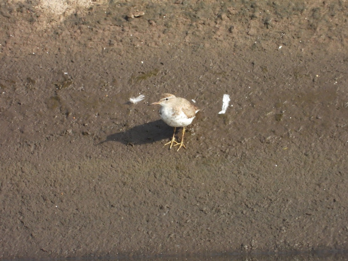 Spotted Sandpiper - ML641458945