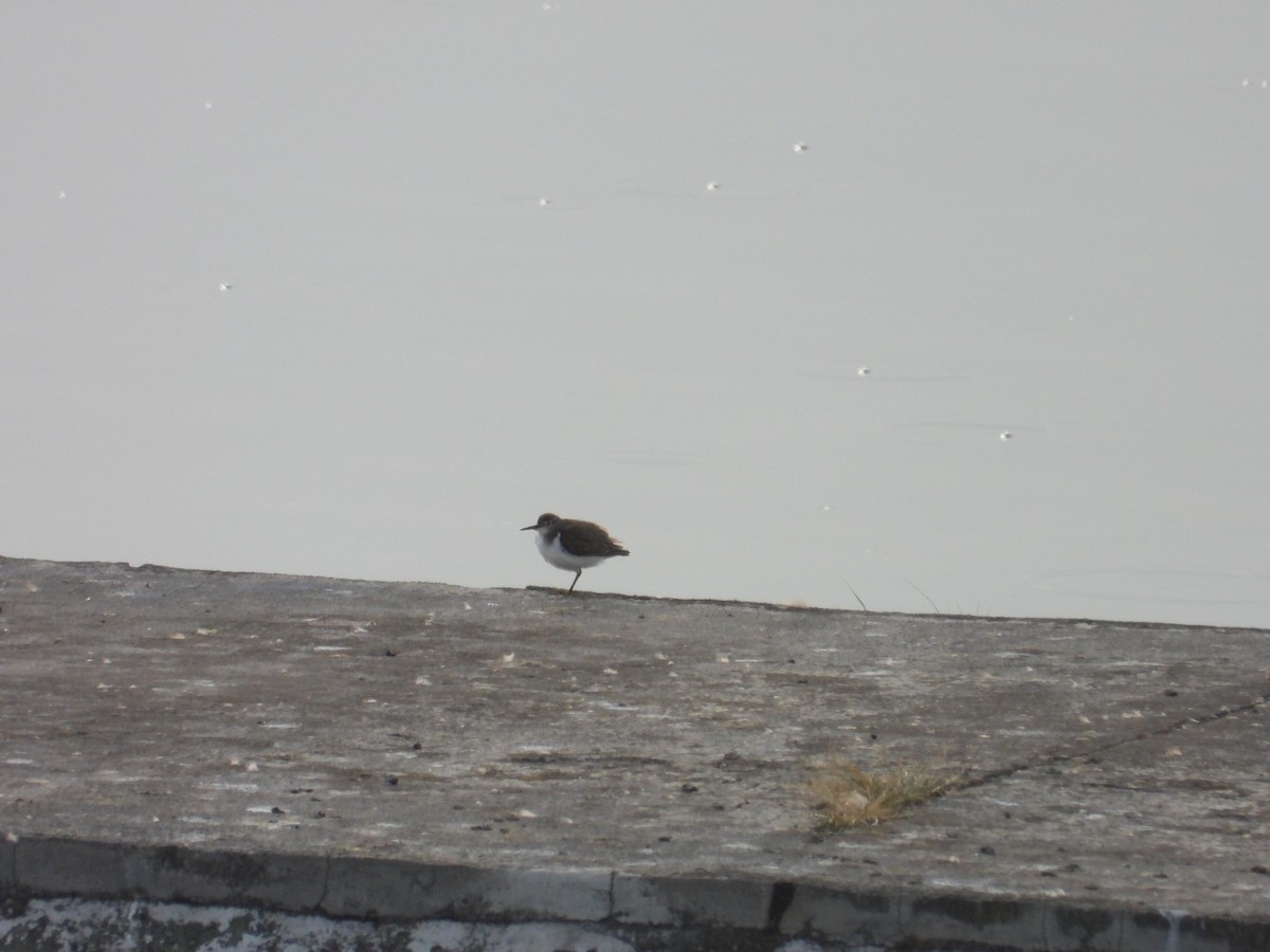 Spotted Sandpiper - ML641458946
