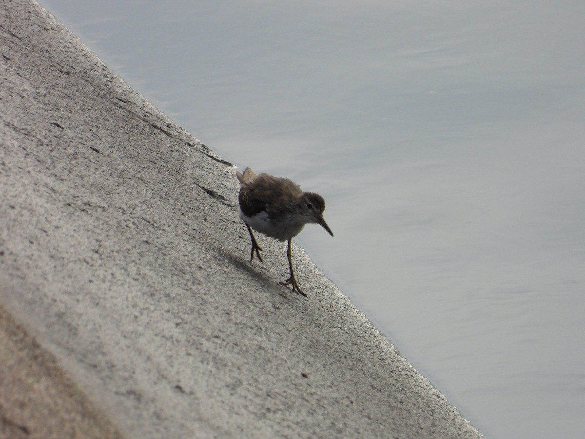 Spotted Sandpiper - ML641458947