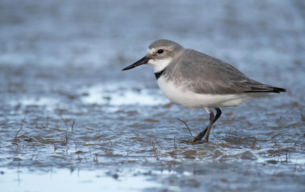 Wrybill - ML641458948