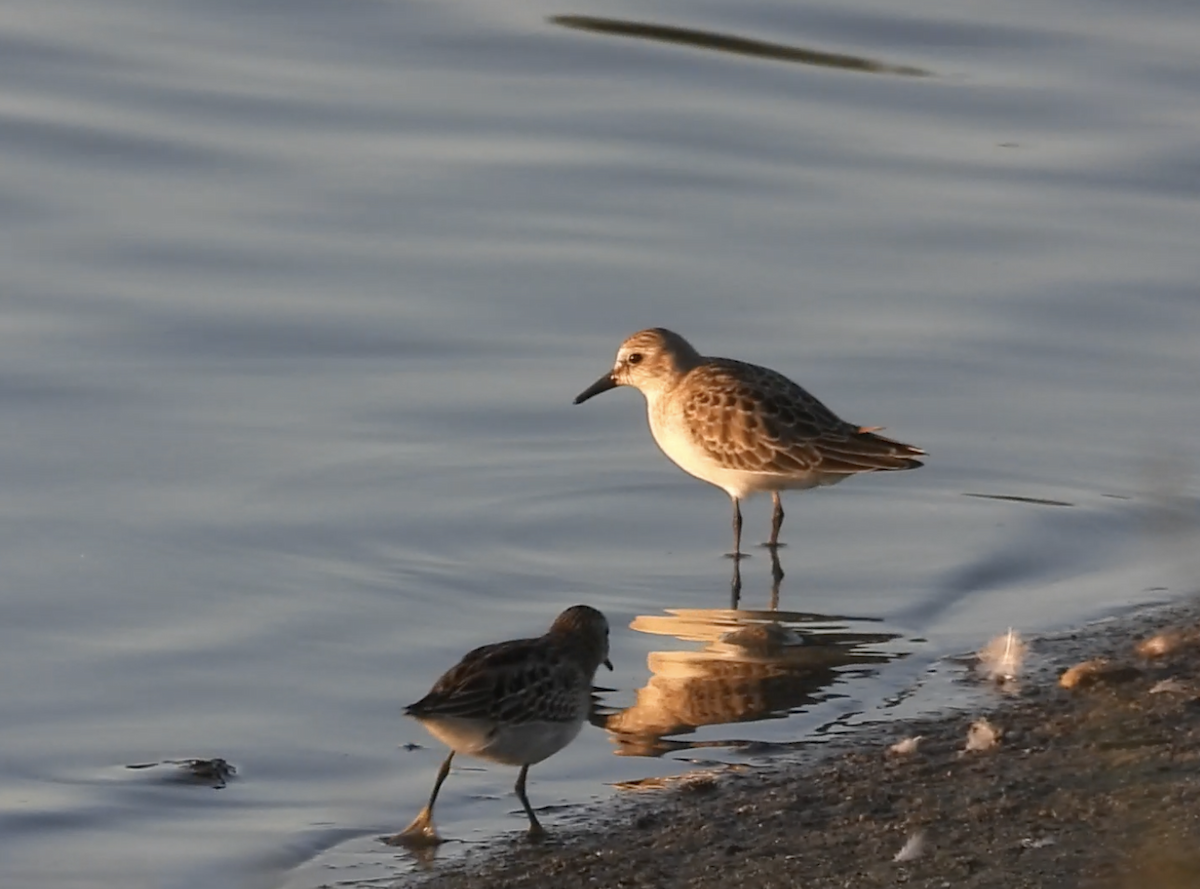 Semipalmated Sandpiper - ML641458950