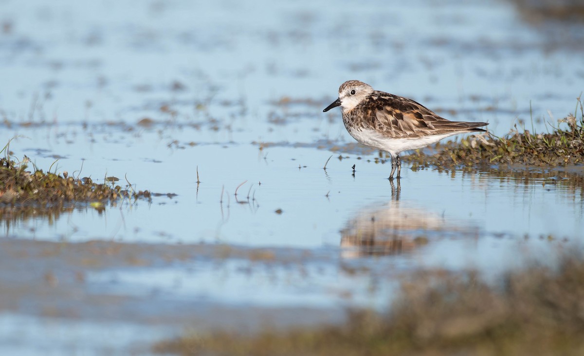 Red-necked Stint - ML641458954