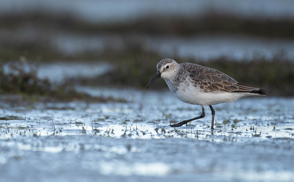 Curlew Sandpiper - ML641458958