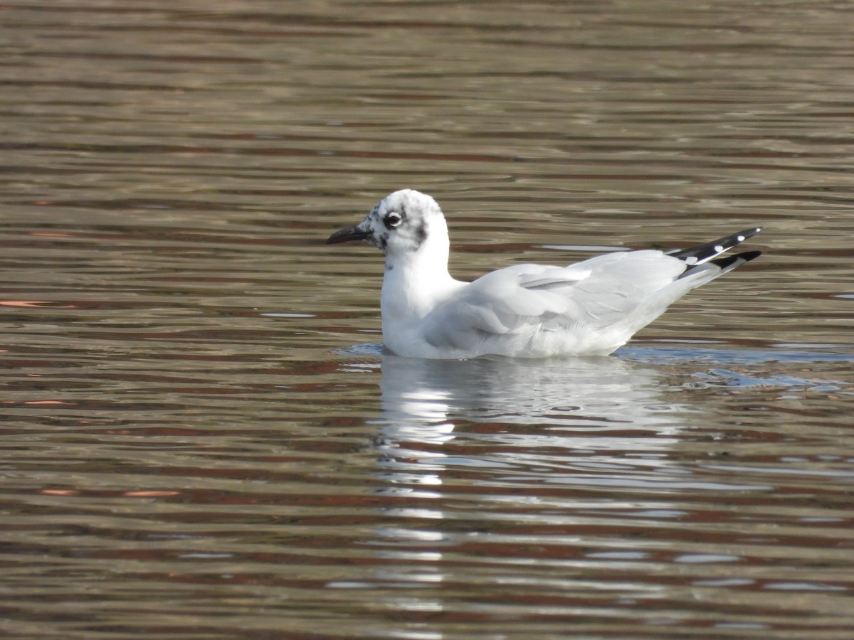 Andean Gull - ML641458962