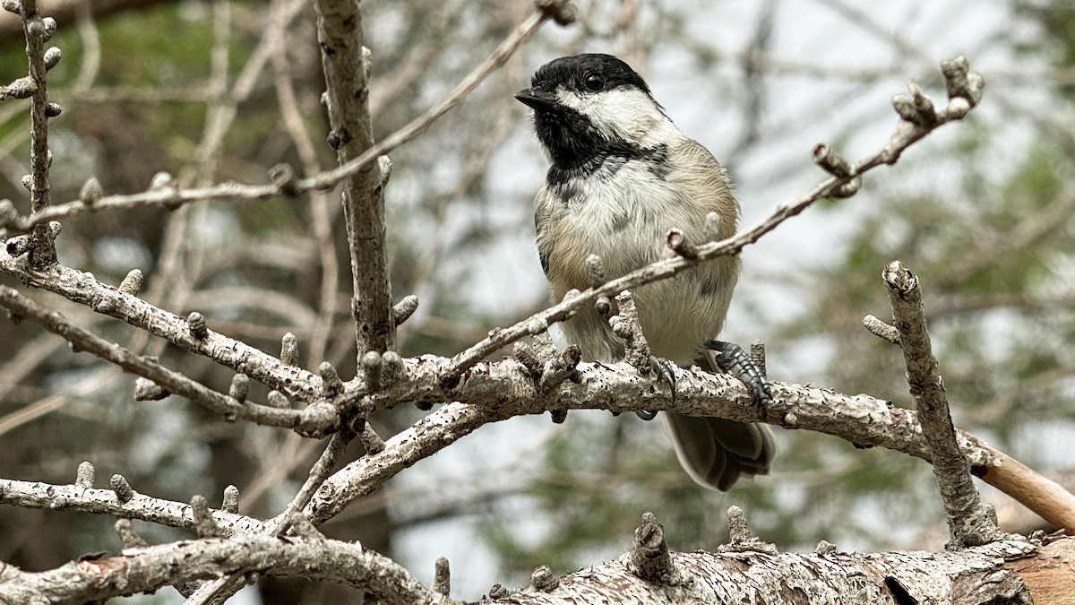 Black-capped Chickadee - ML641458970