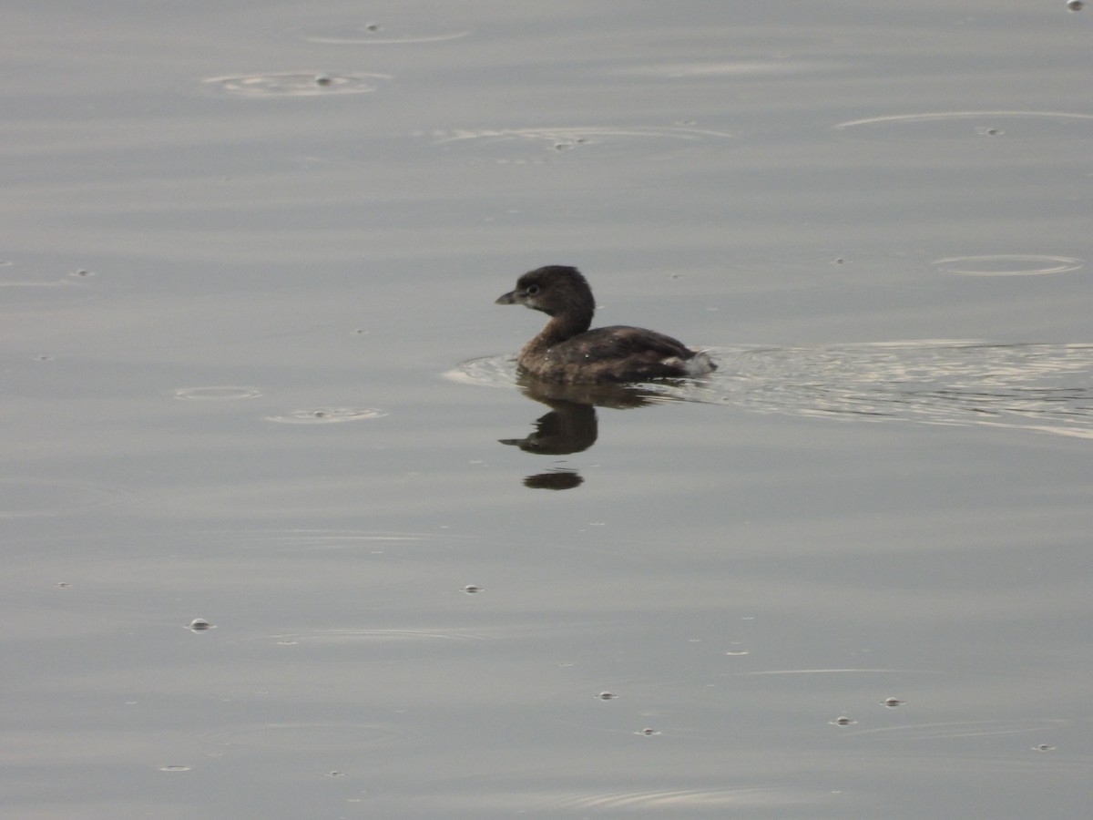 Pied-billed Grebe - ML641458973