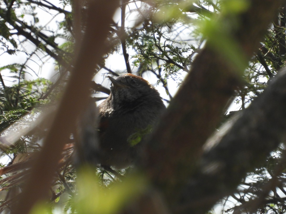 Azara's Spinetail - ML641458987