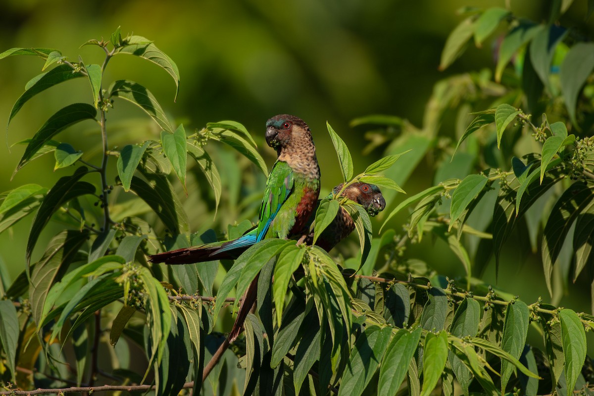 Cotorra de Santarém (amazonum) - ML641458991