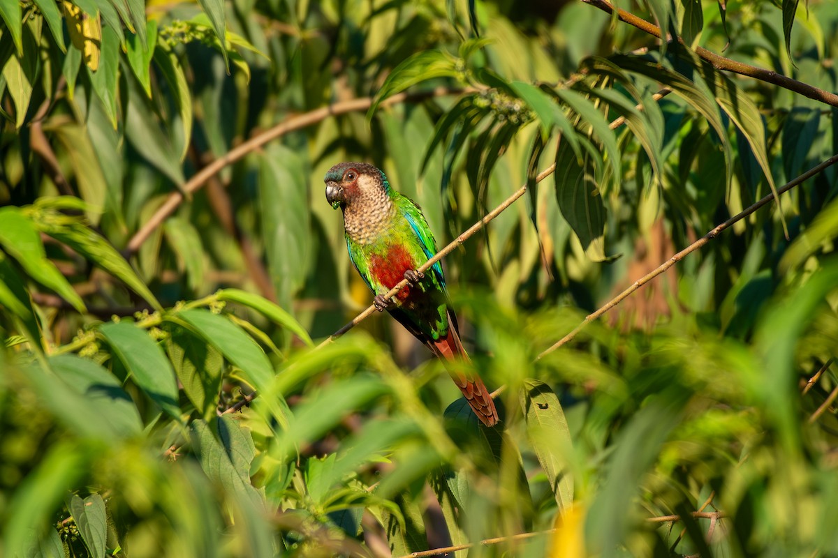 Cotorra de Santarém (amazonum) - ML641458992