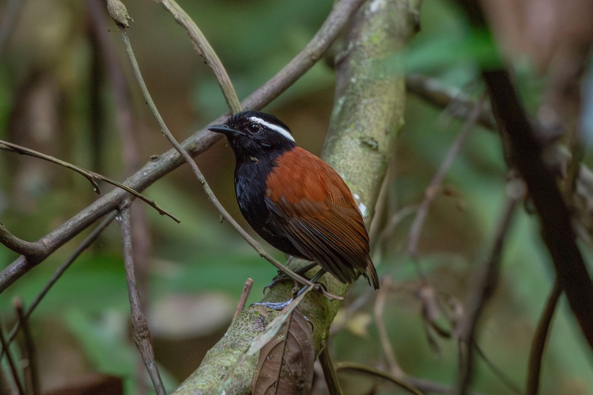 Black-bellied Gnateater - ML641459007