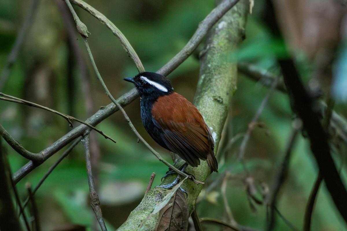 Black-bellied Gnateater - ML641459008