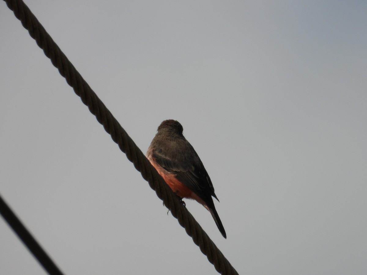 Vermilion Flycatcher - ML641459011