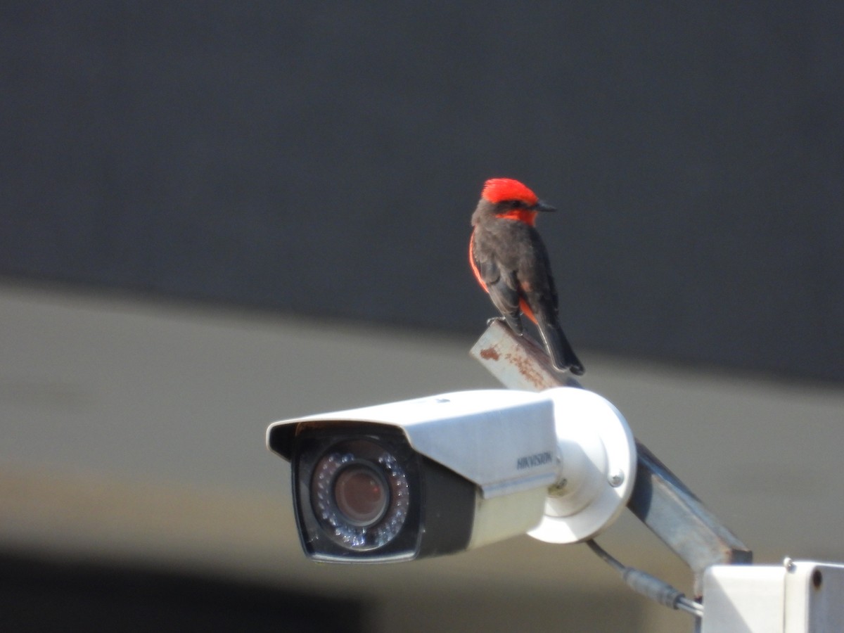 Vermilion Flycatcher - ML641459012