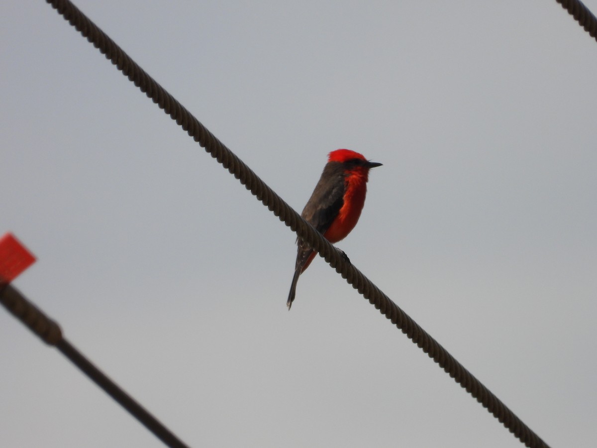 Vermilion Flycatcher - ML641459013