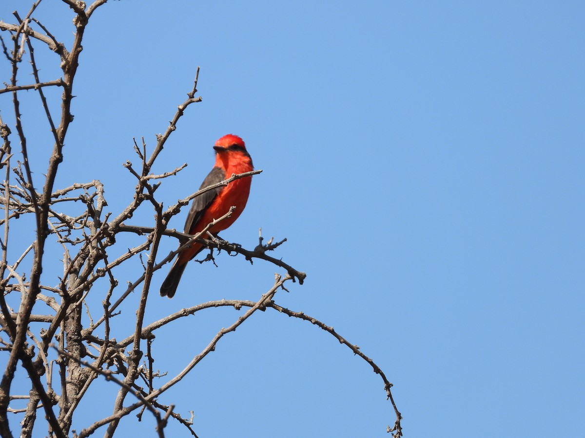 Vermilion Flycatcher - ML641459014