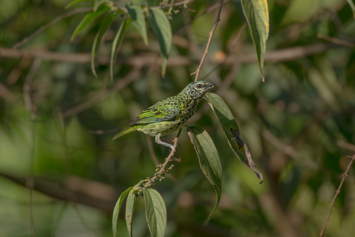 flekktanagar - ML641459019