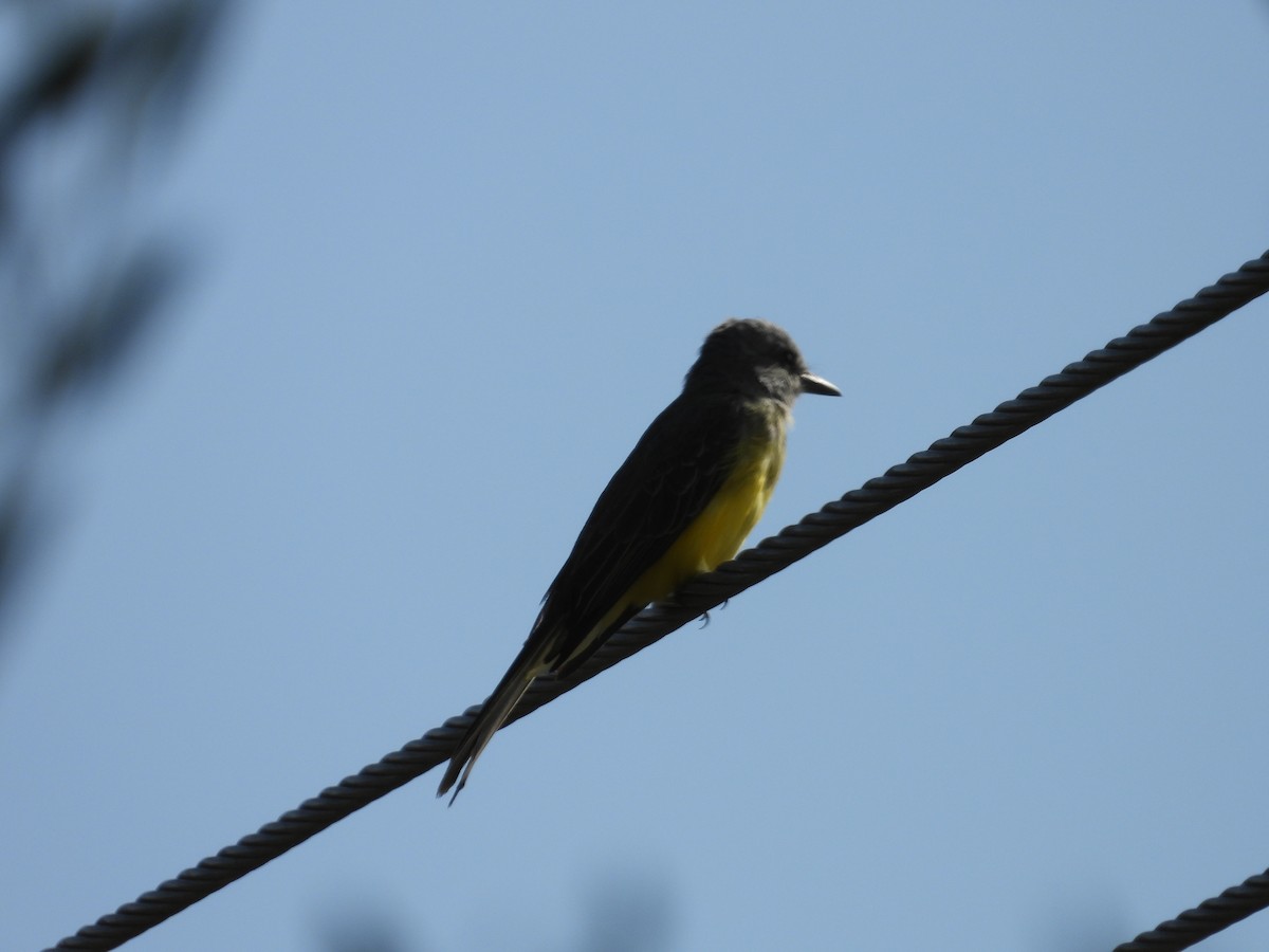 Tropical Kingbird - ML641459025
