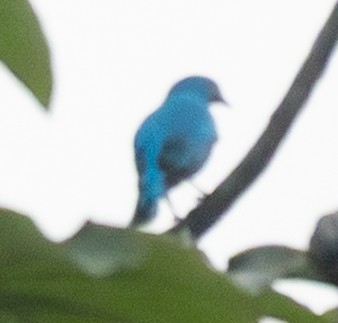 Plum-throated Cotinga - ML641459033