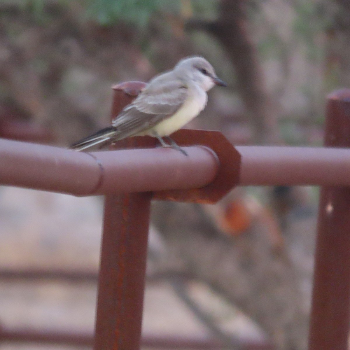 yellow-bellied kingbird sp. - ML641459035