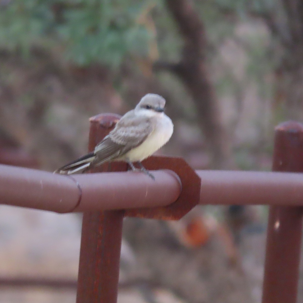 yellow-bellied kingbird sp. - ML641459036