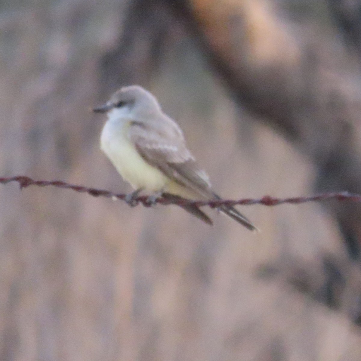 yellow-bellied kingbird sp. - ML641459037