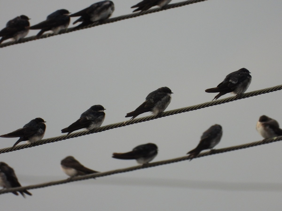 Bank Swallow - ML641459039