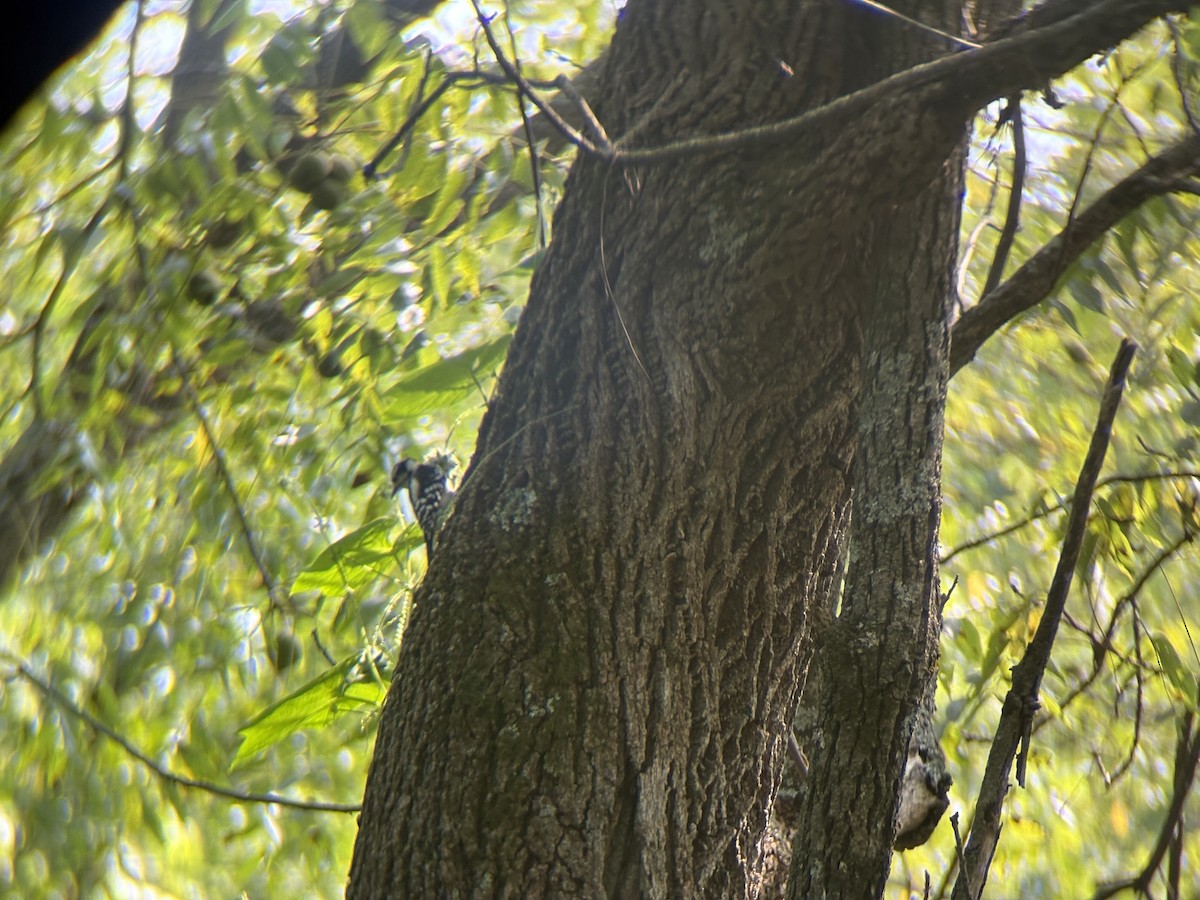 Downy Woodpecker - ML641459064