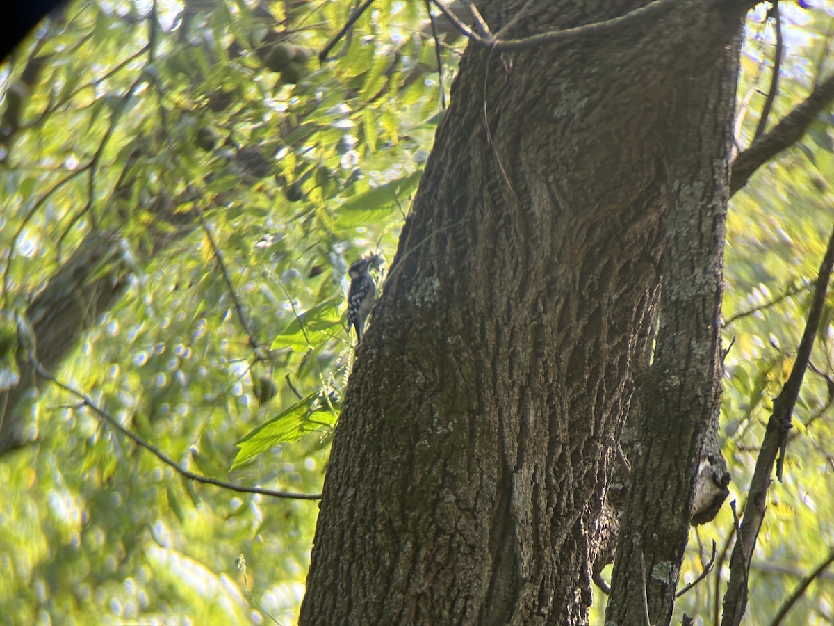 Downy Woodpecker - ML641459065