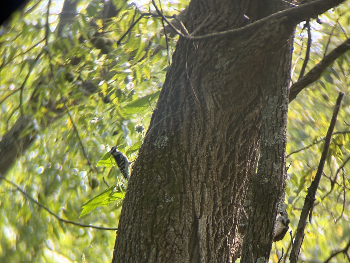 Downy Woodpecker - ML641459066