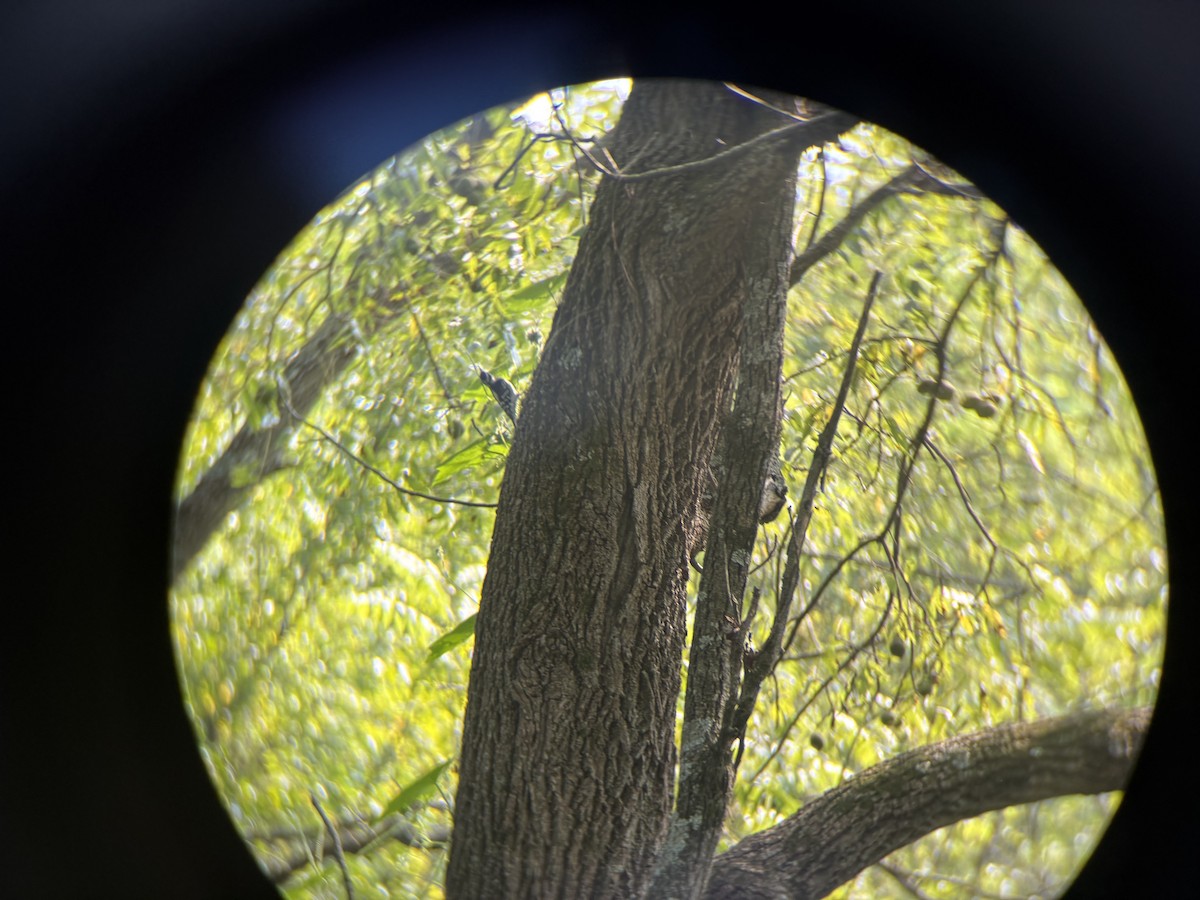 Downy Woodpecker - ML641459067