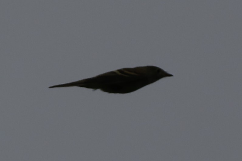 Alder Flycatcher - ML641459084