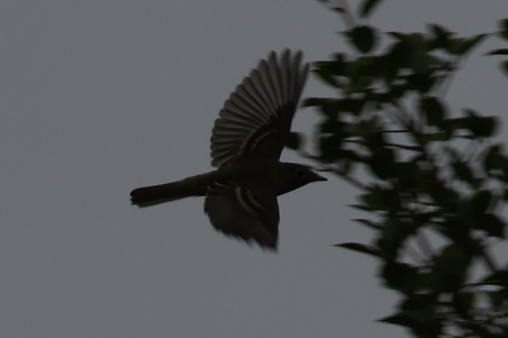Alder Flycatcher - ML641459085