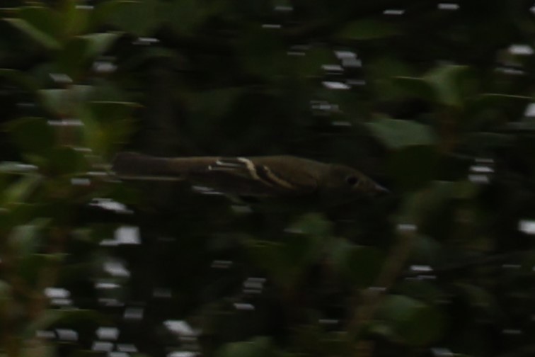 Alder Flycatcher - ML641459086