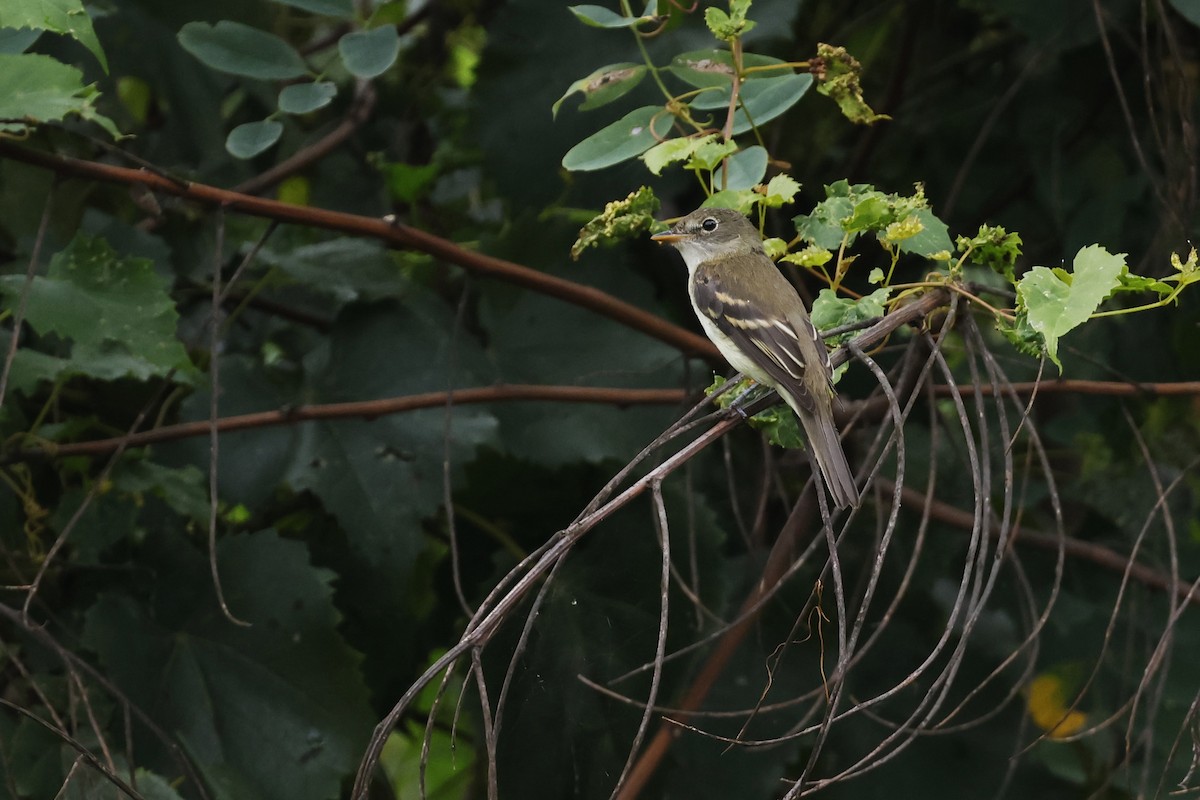 Alder Flycatcher - ML641459088