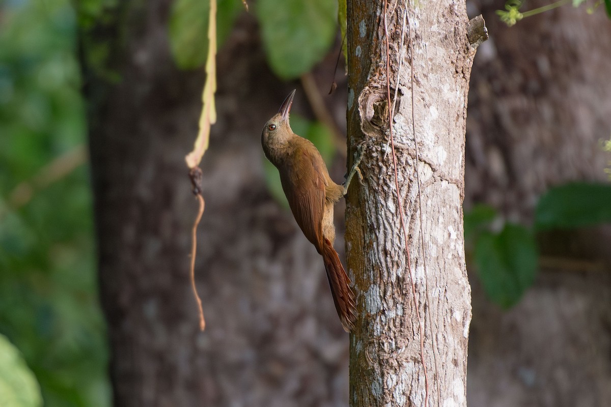 Uniform Woodcreeper - ML641459092