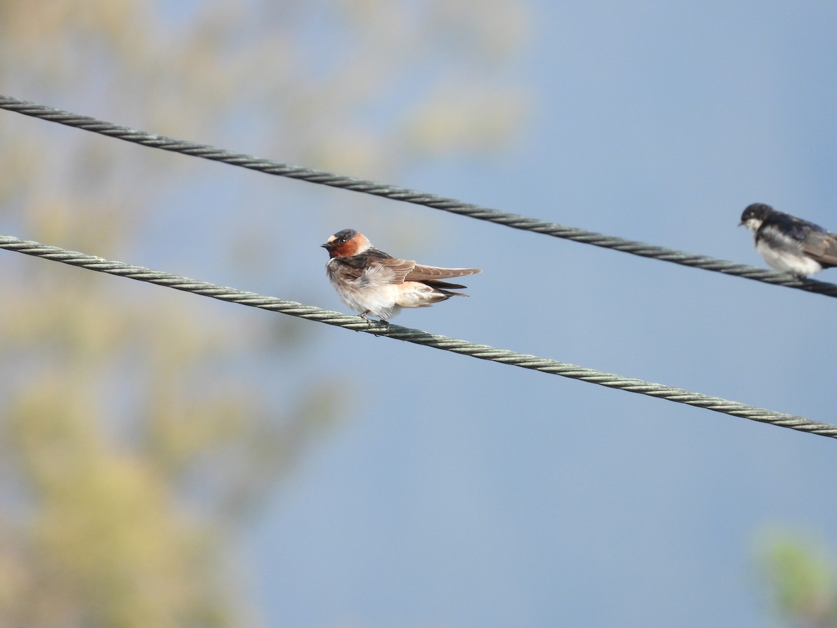 Cliff Swallow - ML641459093