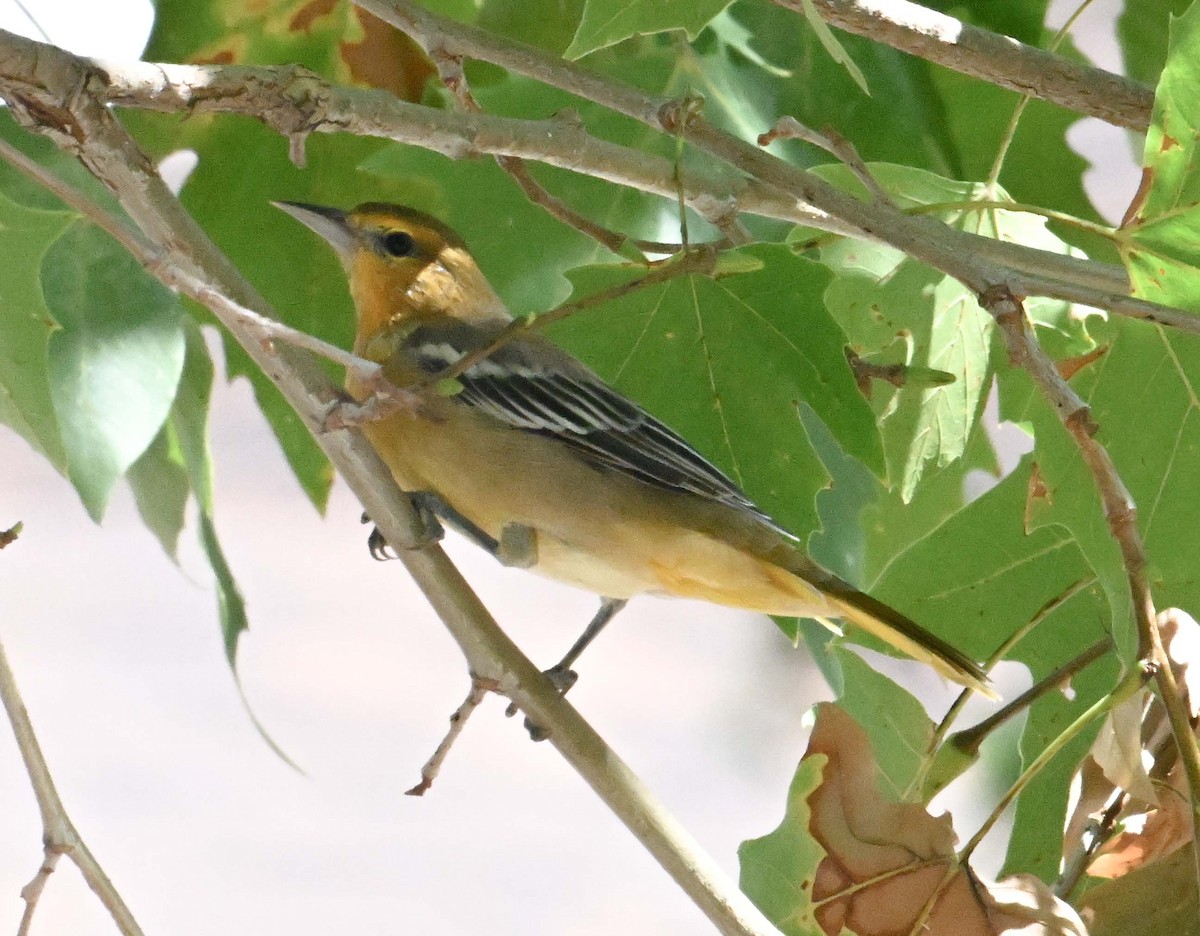 Bullock's Oriole - ML641459104