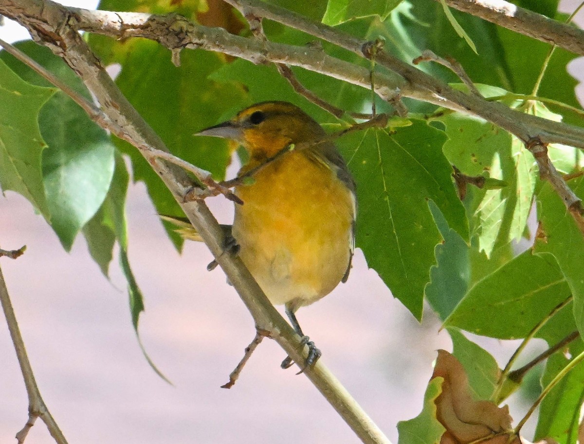 Bullock's Oriole - ML641459111