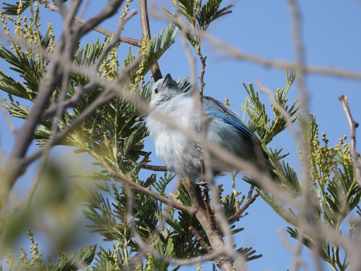 Blue-gray Tanager - ML641459124