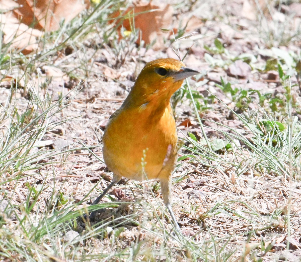 Bullock's Oriole - ML641459129