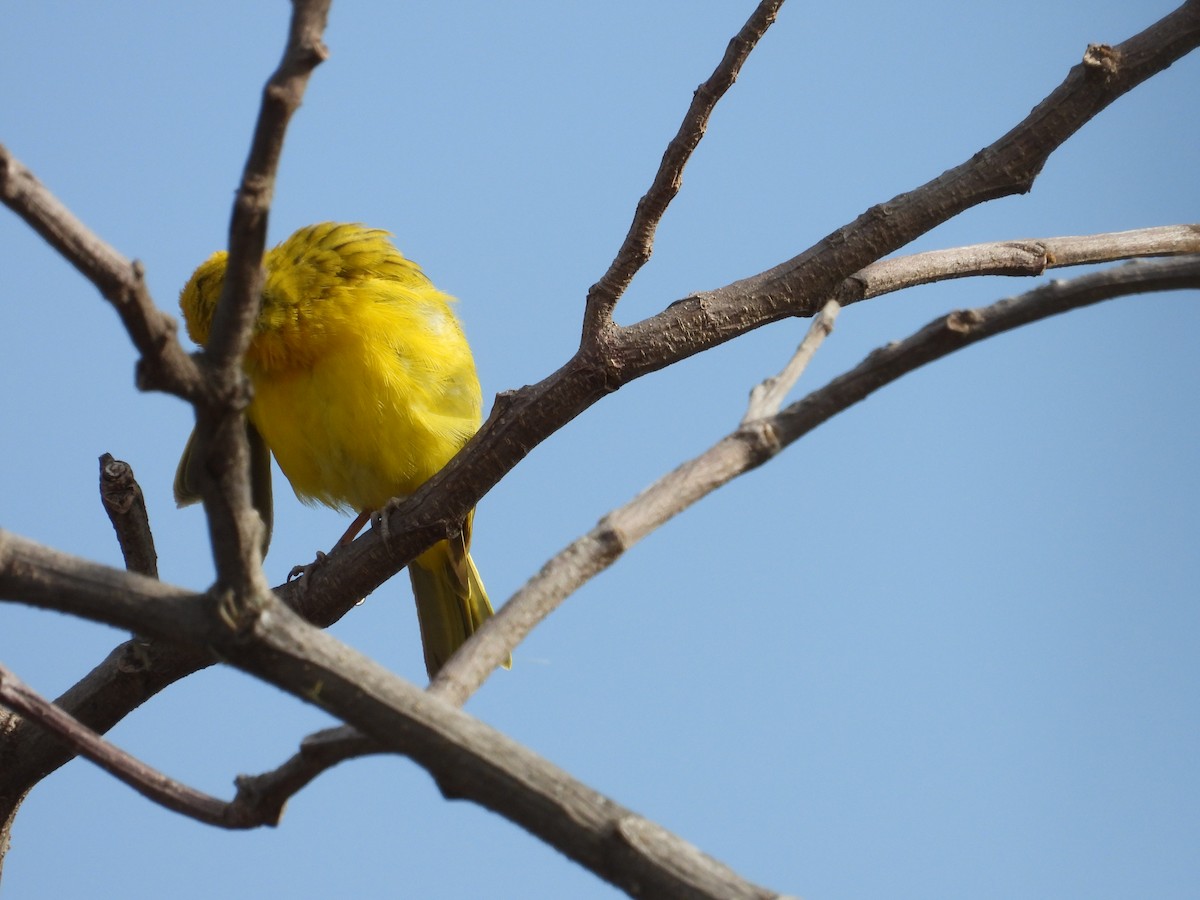 Saffron Finch - ML641459135