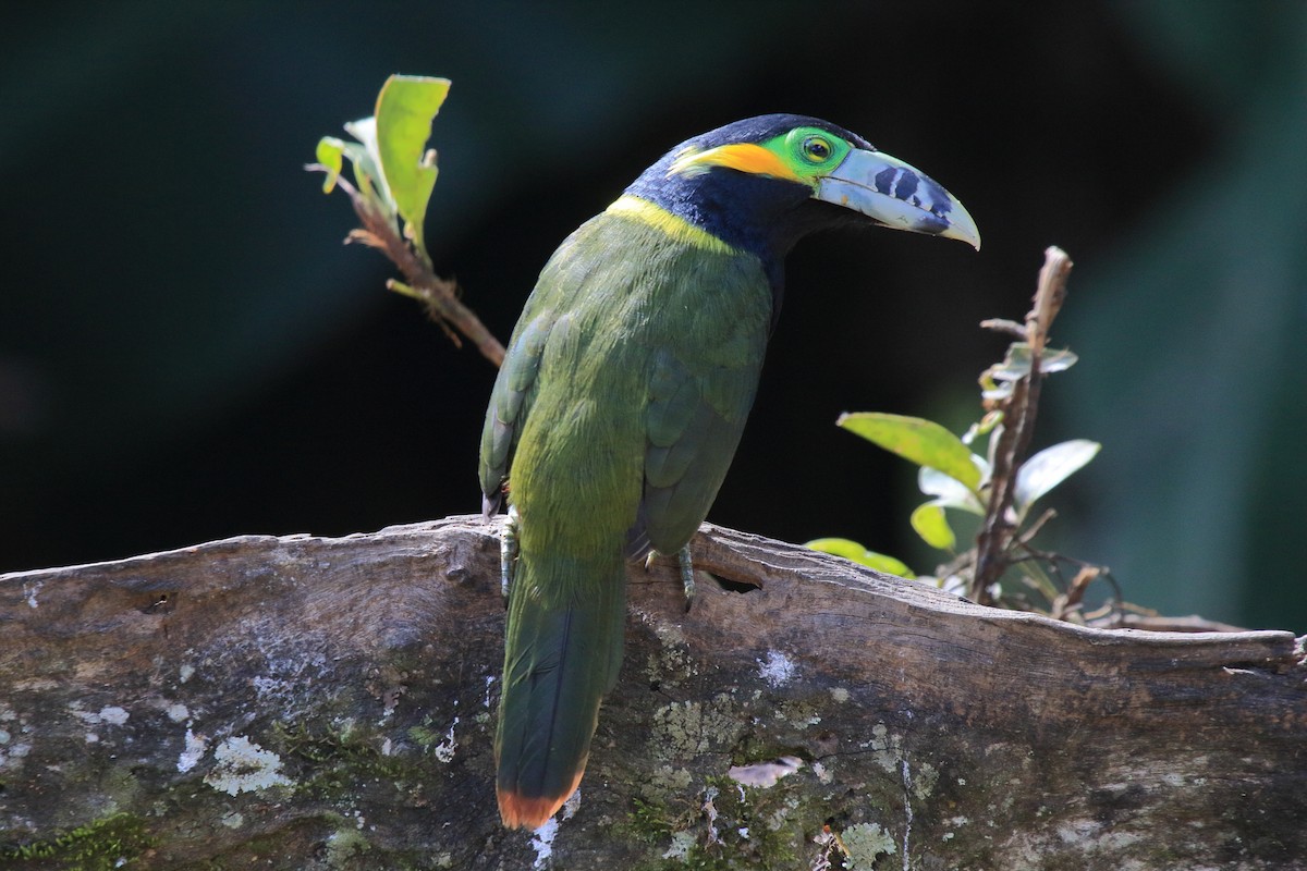 Spot-billed Toucanet - ML641459136