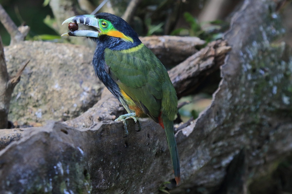 Spot-billed Toucanet - ML641459137