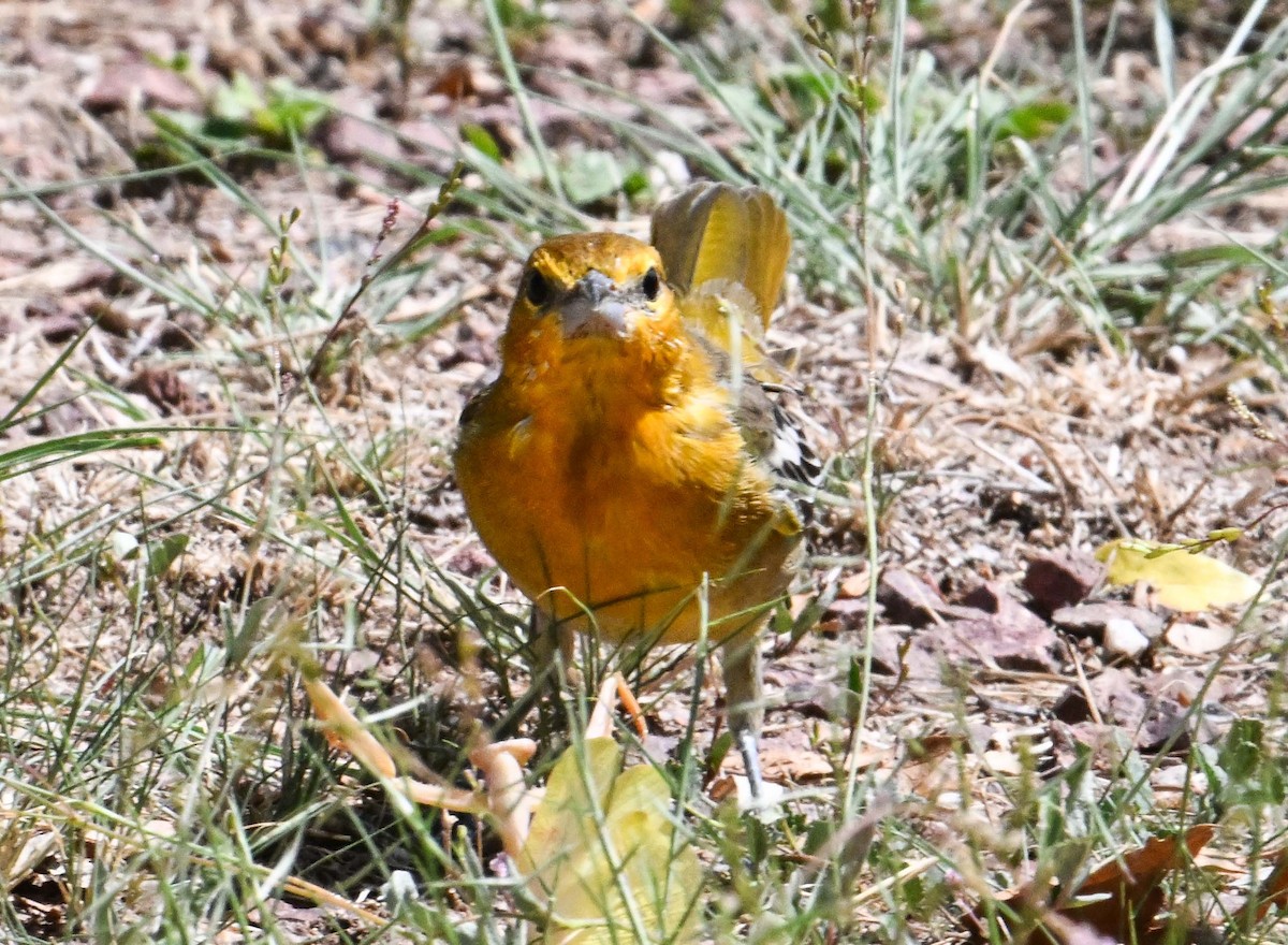Bullock's Oriole - ML641459153