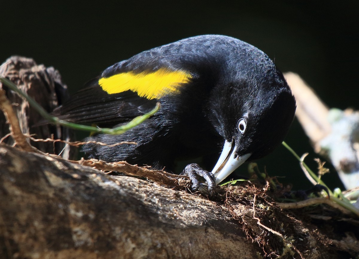 Golden-winged Cacique - ML641459160